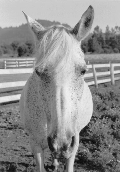 A horse ponders its Erdos number